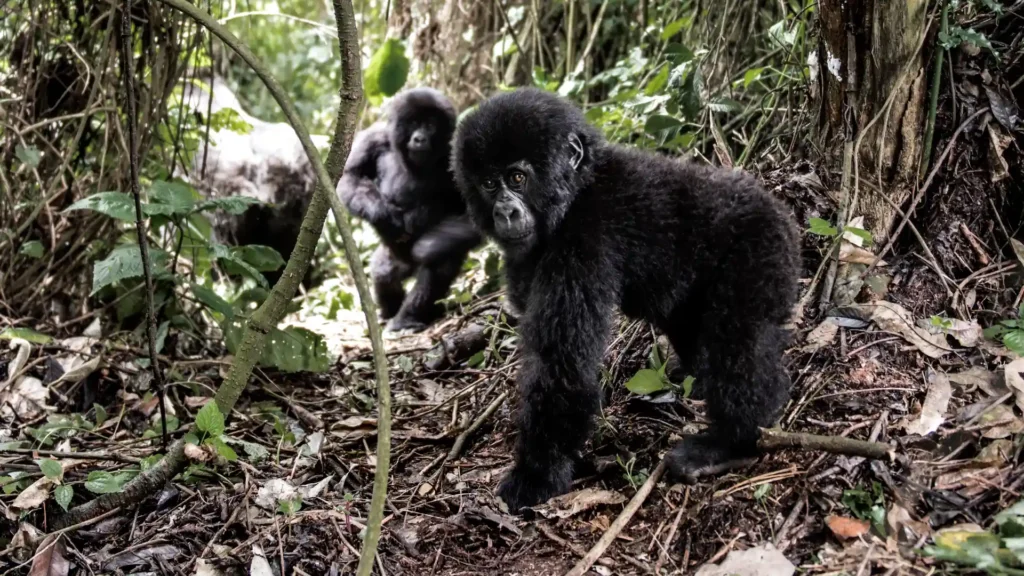 young gorilla facing camera